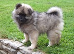 chiot spitz loup
